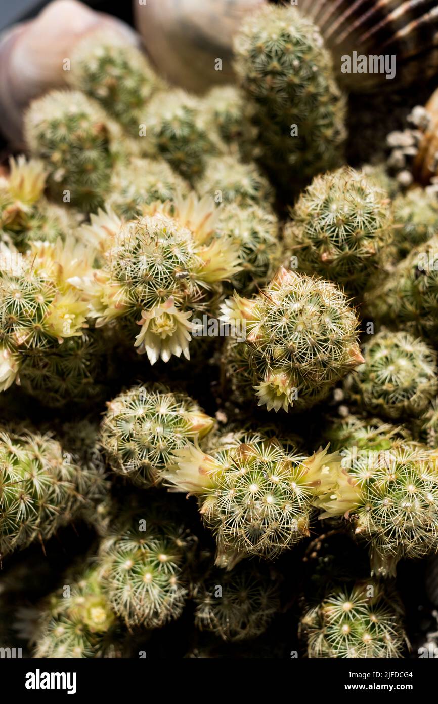 Mammillaria cactus with white blooming flowers. Cacti with short thorns. Evergreen tropical thorny plant for home decoration. Home gardening concept Stock Photo