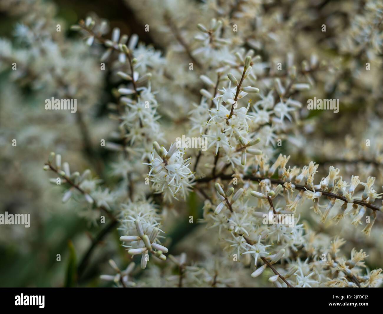 Blooming Cordyline australis, commonly known as cabbage tree or cabbage