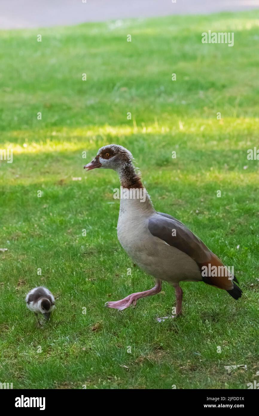 Egyptian Goose and Gosling, Greenwich Park, Greenwich, London, England