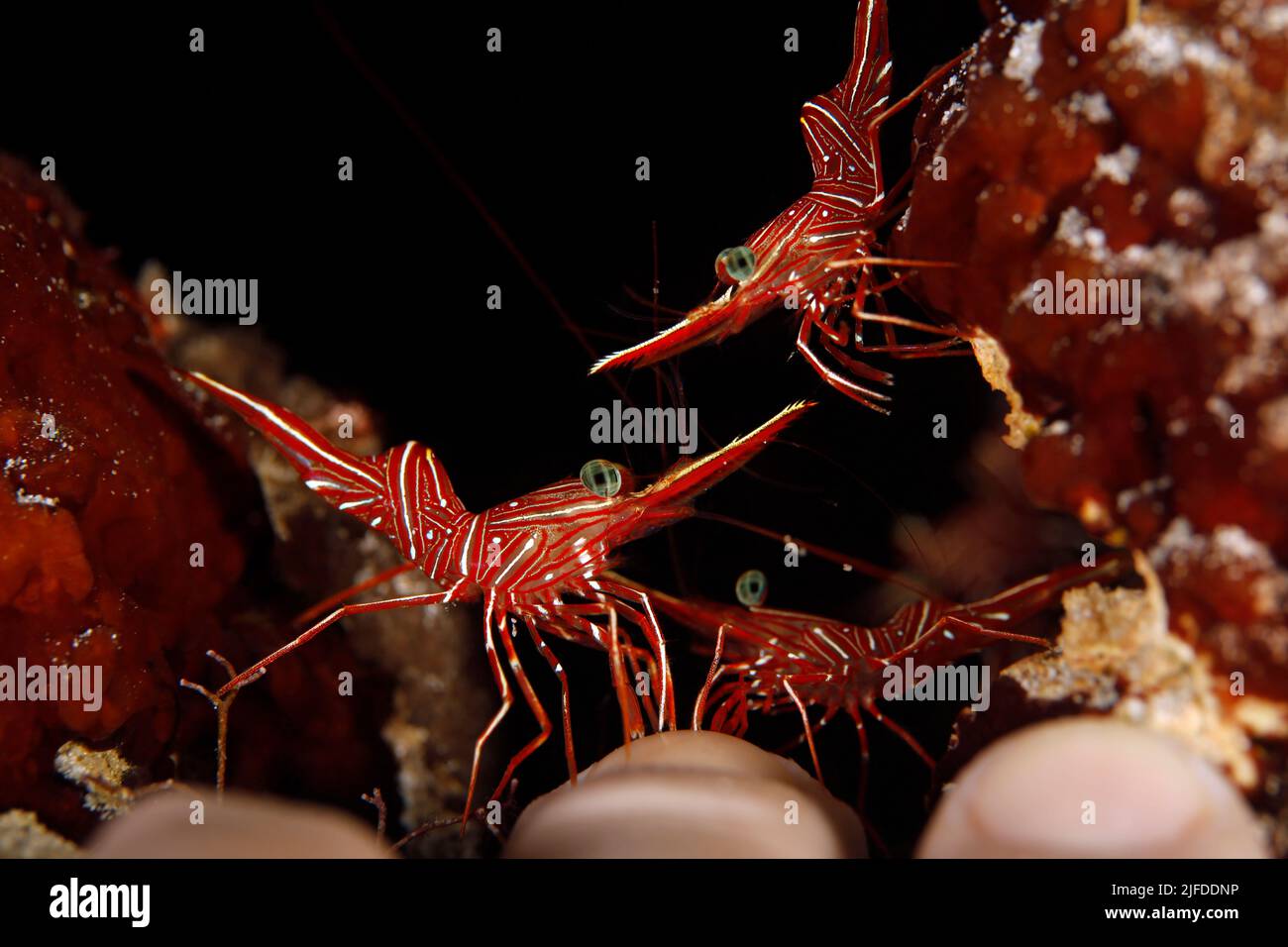 Camel Shrimps (Rhynchocinetes Durbanensis, aka Hingebeak Prawn), Performing a Marine Manicure on Hand. Mafia Island, Tanzania Stock Photo