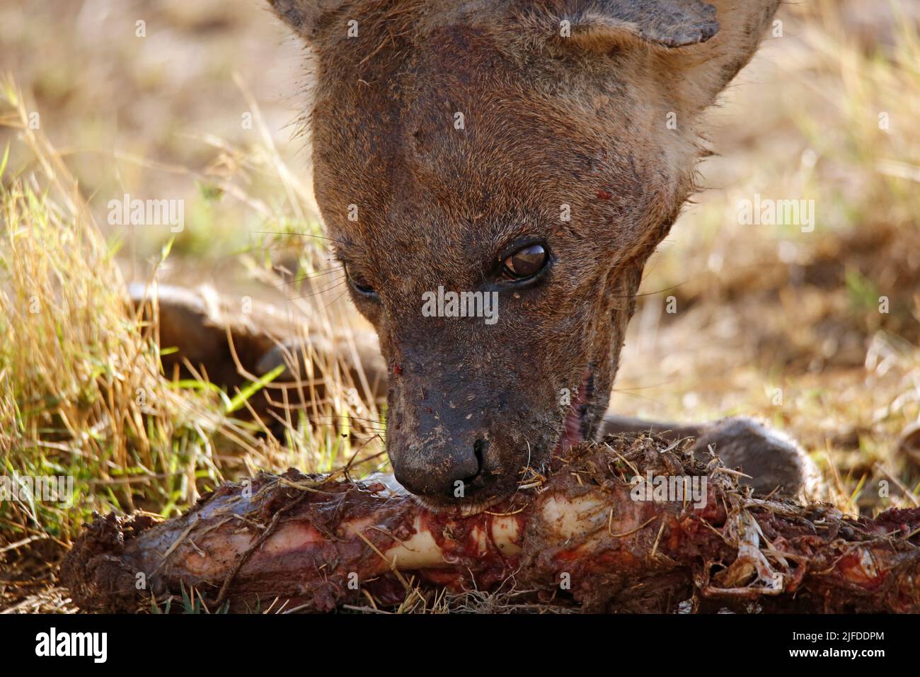 Close-up of a Spotted Hyena (Crocuta crocuta) Feeding on Carcass. Amboseli, Kenya Stock Photo