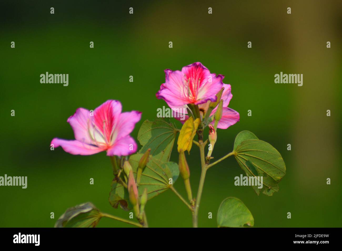 A closeup shot of Bauhinia blakeana flowers with blurred background Stock Photo