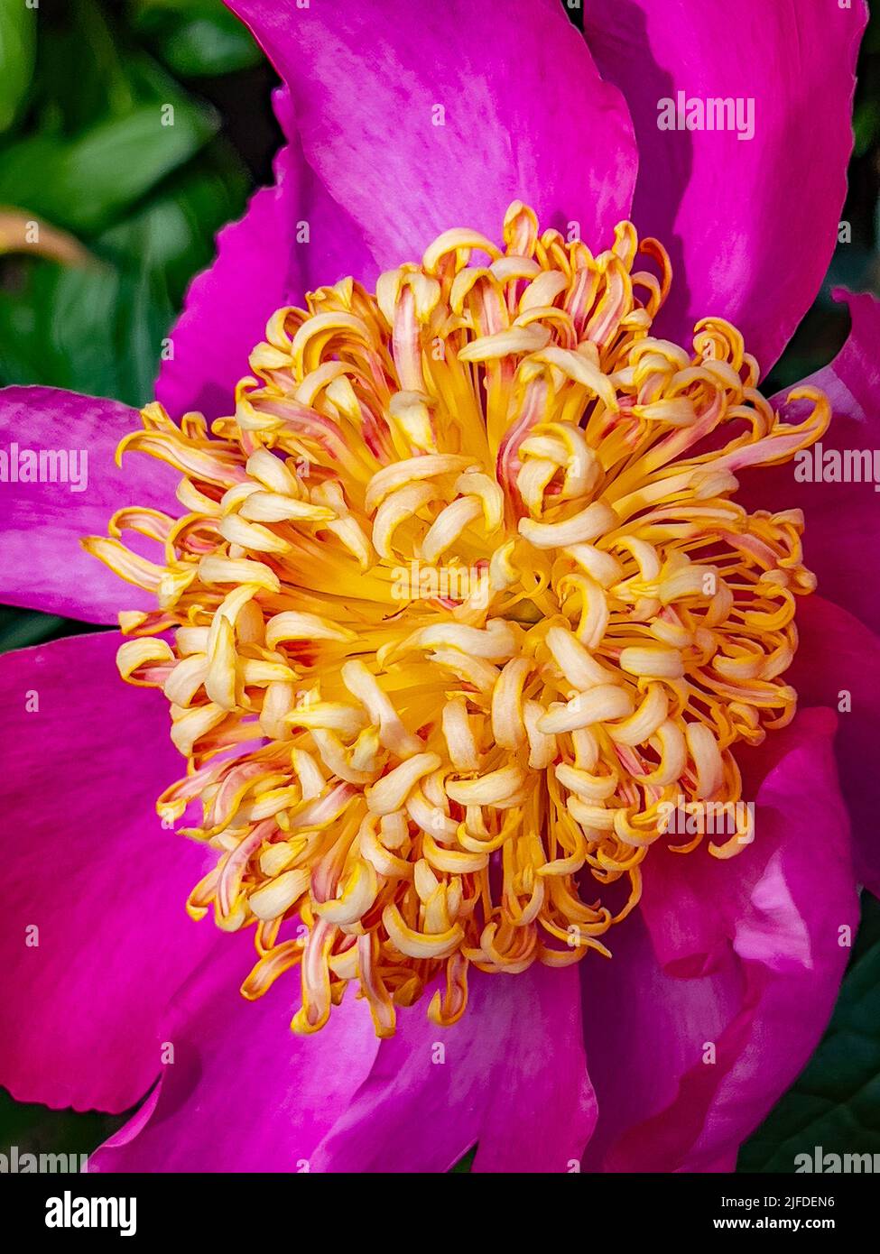Close up of a colorful flower Stock Photo
