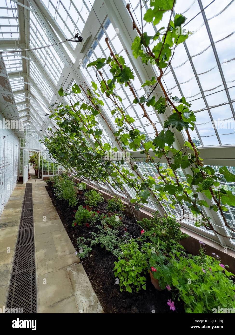 Gardening - potted plants and vines growing inside a wood frame greenhouse in an English country garden. Stock Photo