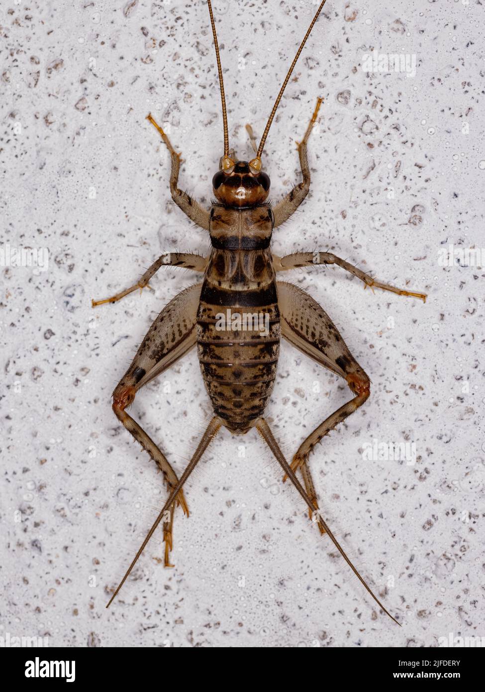 Male Field Cricket of the Genus Gryllodes Stock Photo Alamy