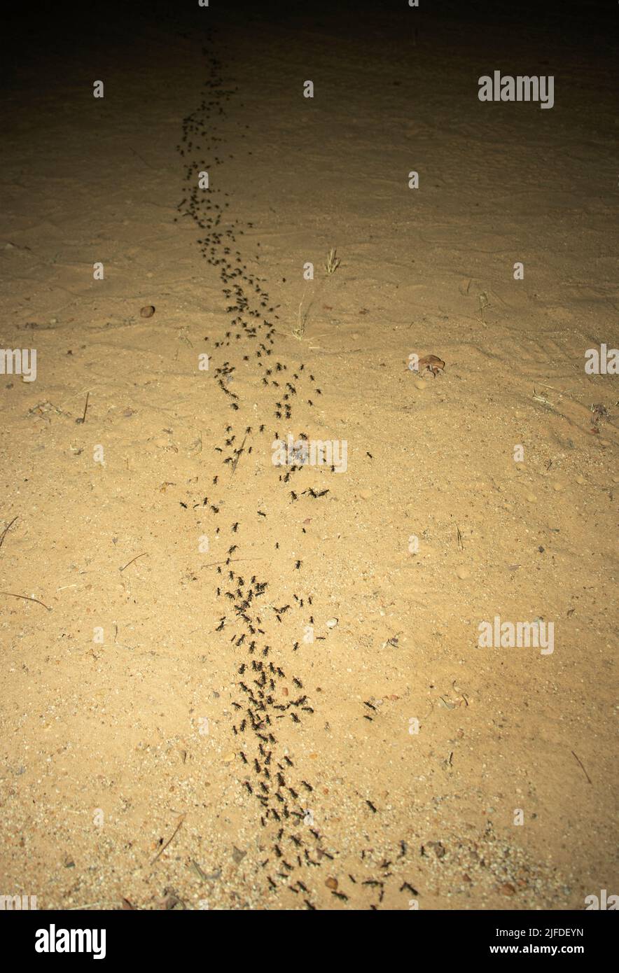 A column of Matabele or Hissing Ants has made a raid on a termite colony and return to their bivouac with their prey. They are formidable predators. Stock Photo