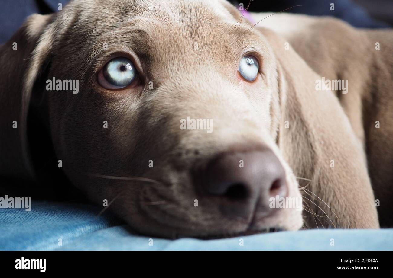 A closeup shot of the Weimaraner type puppy with blue eyes and a brown snout Stock Photo