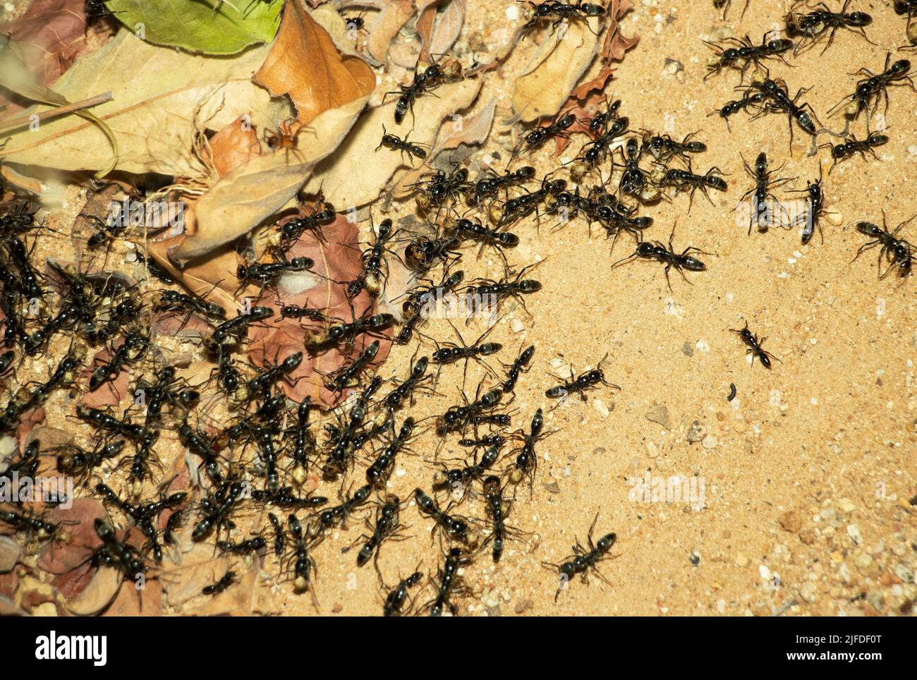A column of Matabele or Hissing Ants has made a raid on a termite colony and return to their bivouac with their prey. They are formidable predators Stock Photo