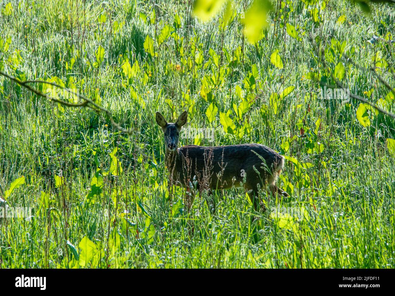 Roe deer in meadow in summer Stock Photo