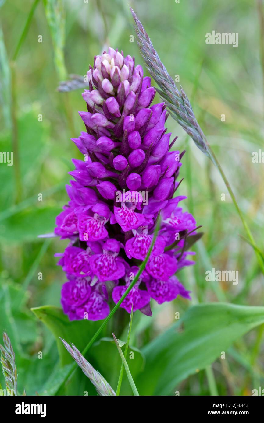 Northern Marsh-orchid Stock Photo