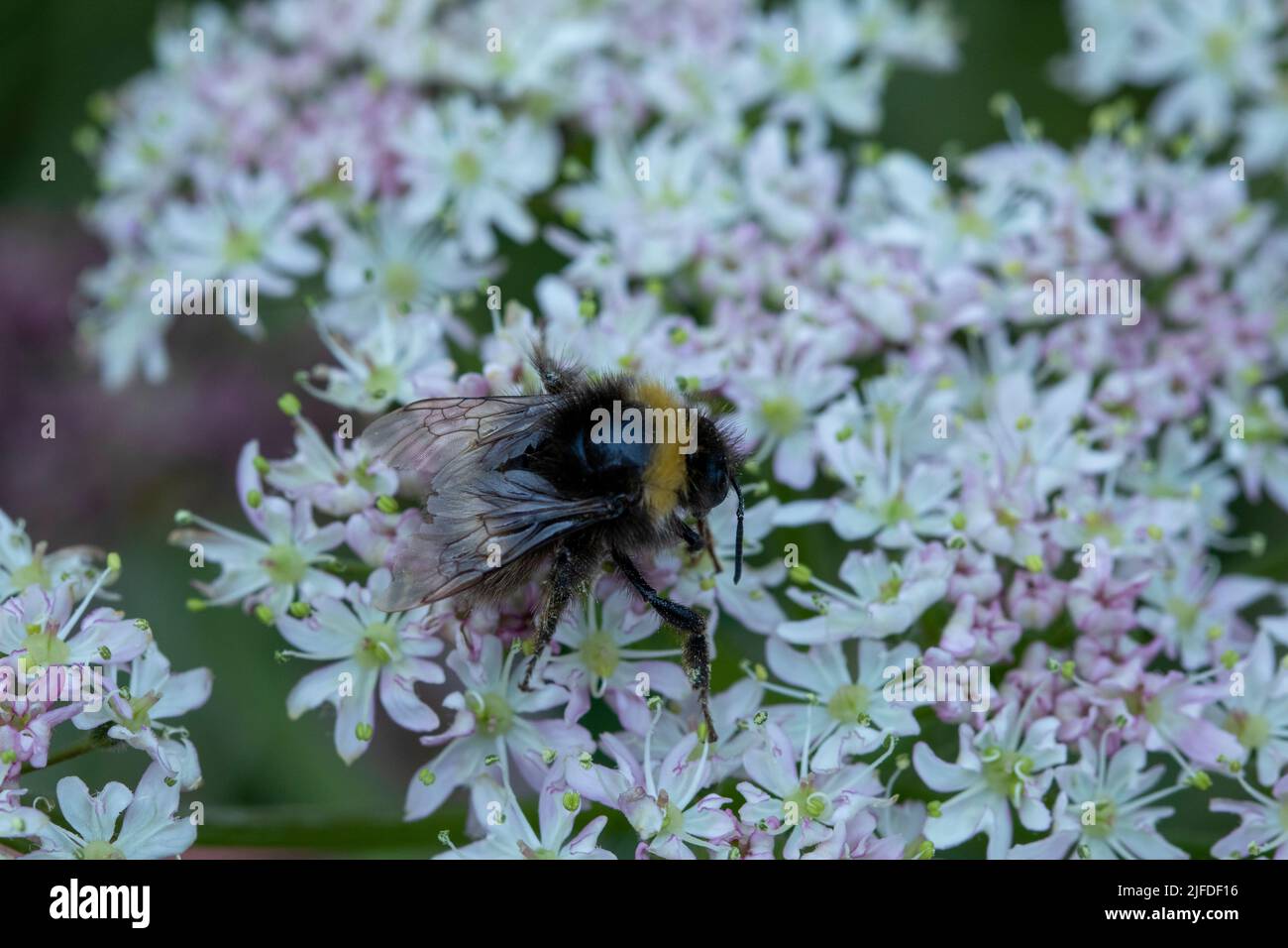 Bumblebee on cow parsley Stock Photo