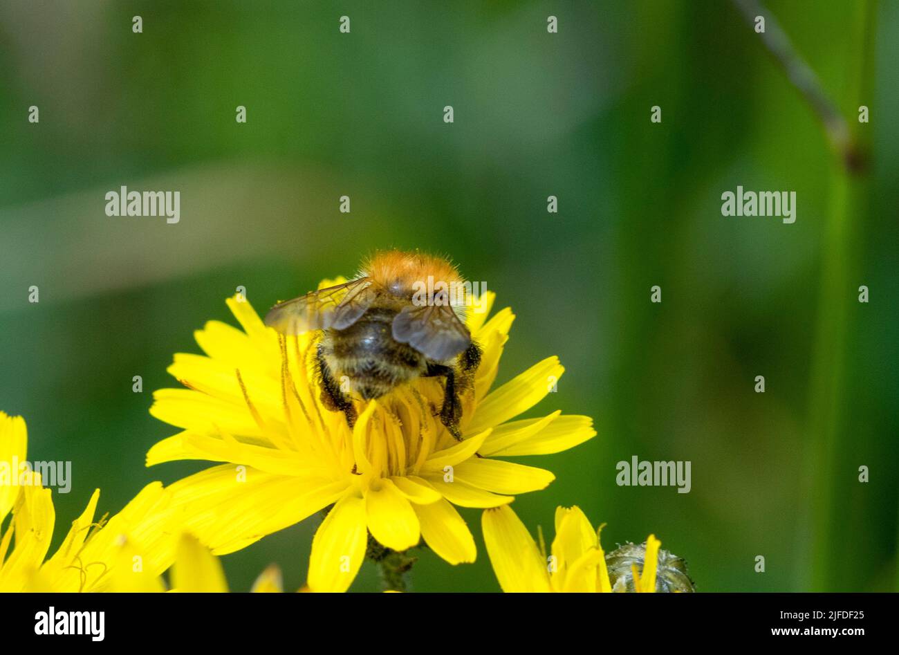 Common Carder bee Stock Photo
