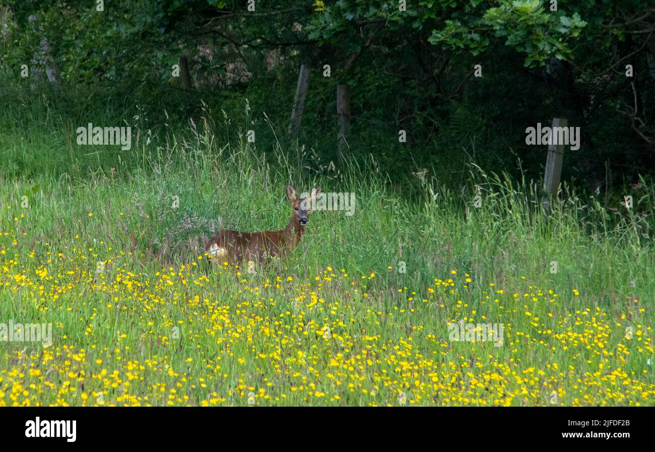 Roe deer in meadow in summer Stock Photo
