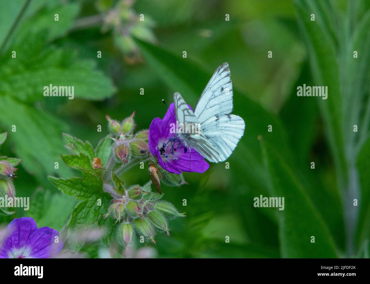 Green-veined White butterfly Stock Photo