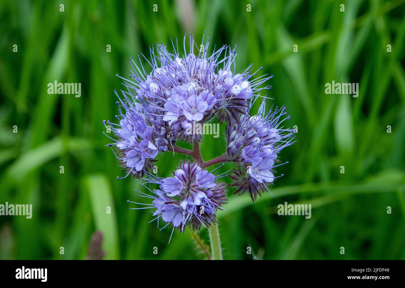 Fiddleneck flowers in field Stock Photo