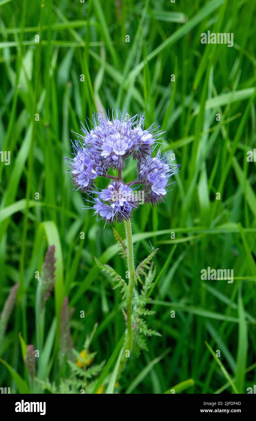 Fiddleneck flowers in field Stock Photo