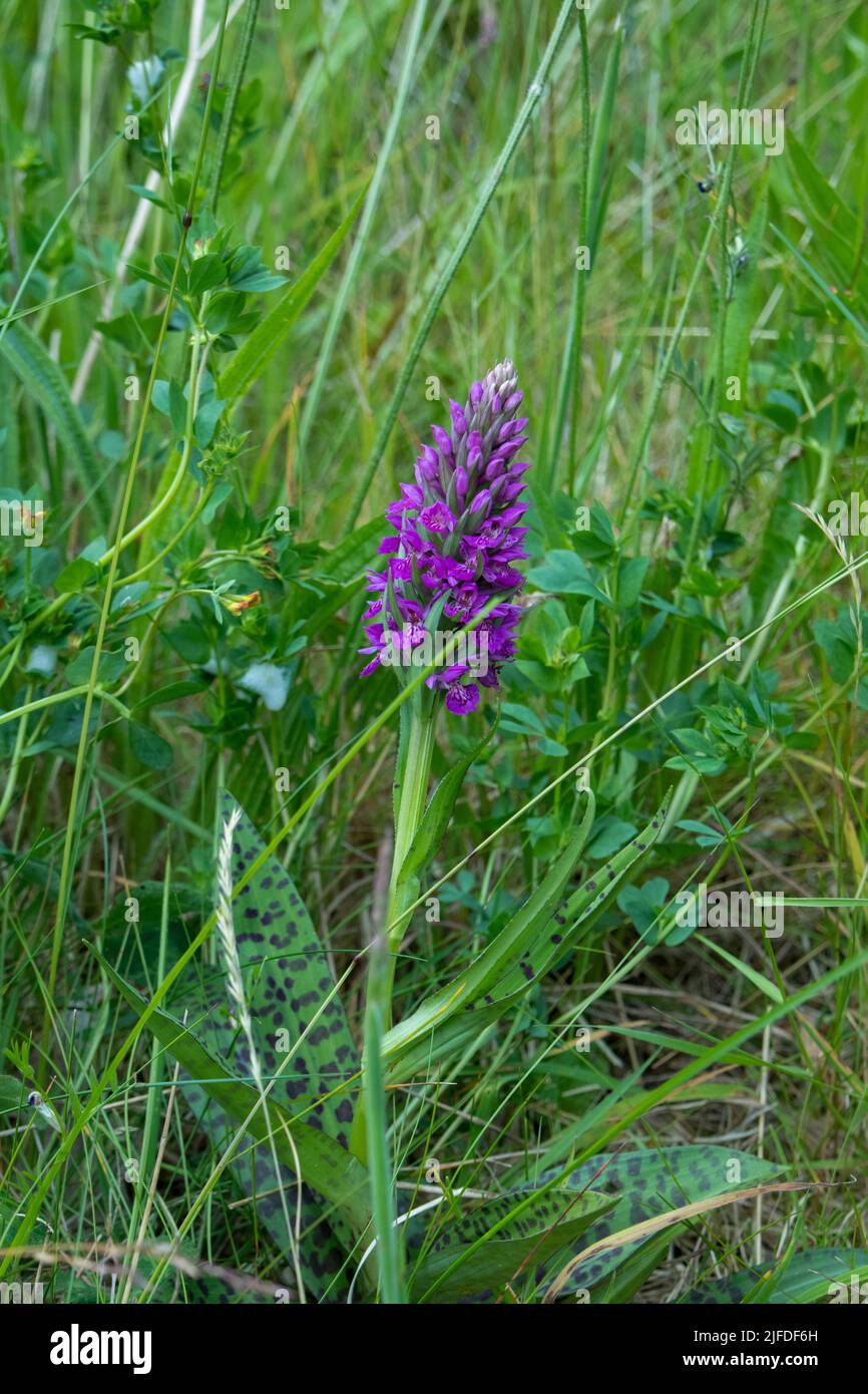Northern Marsh Orchid Stock Photo