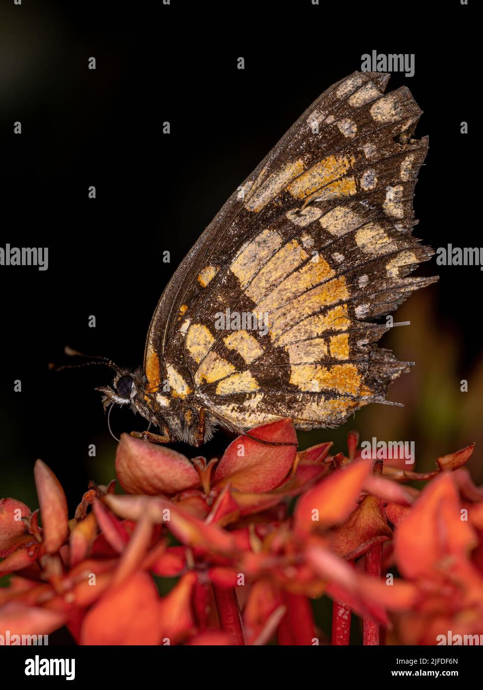 Adult Bordered Patch Butterfly of the species Chlosyne lacinia Stock Photo