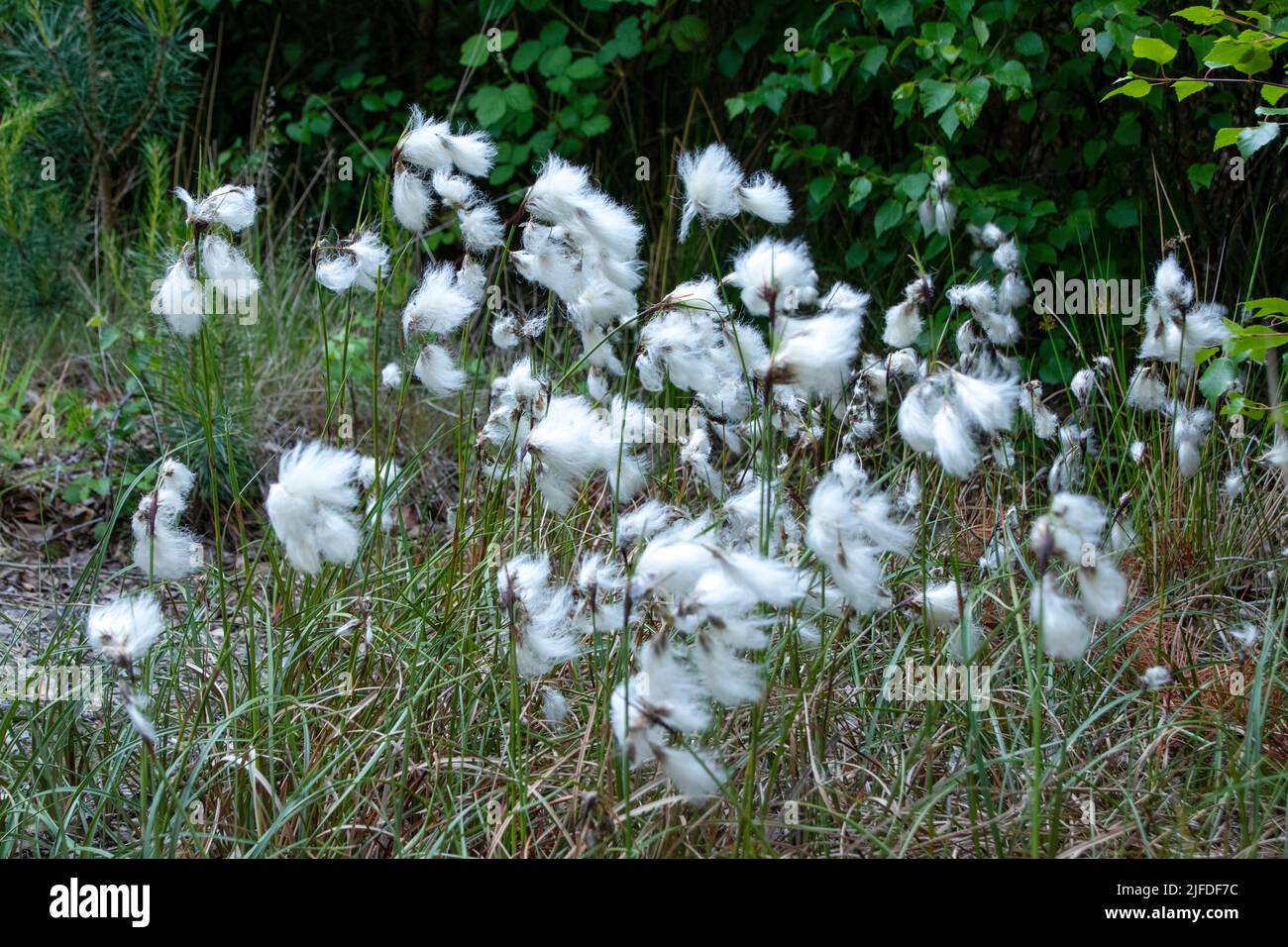 Common Cotton-grass blowing in the wind Stock Photo
