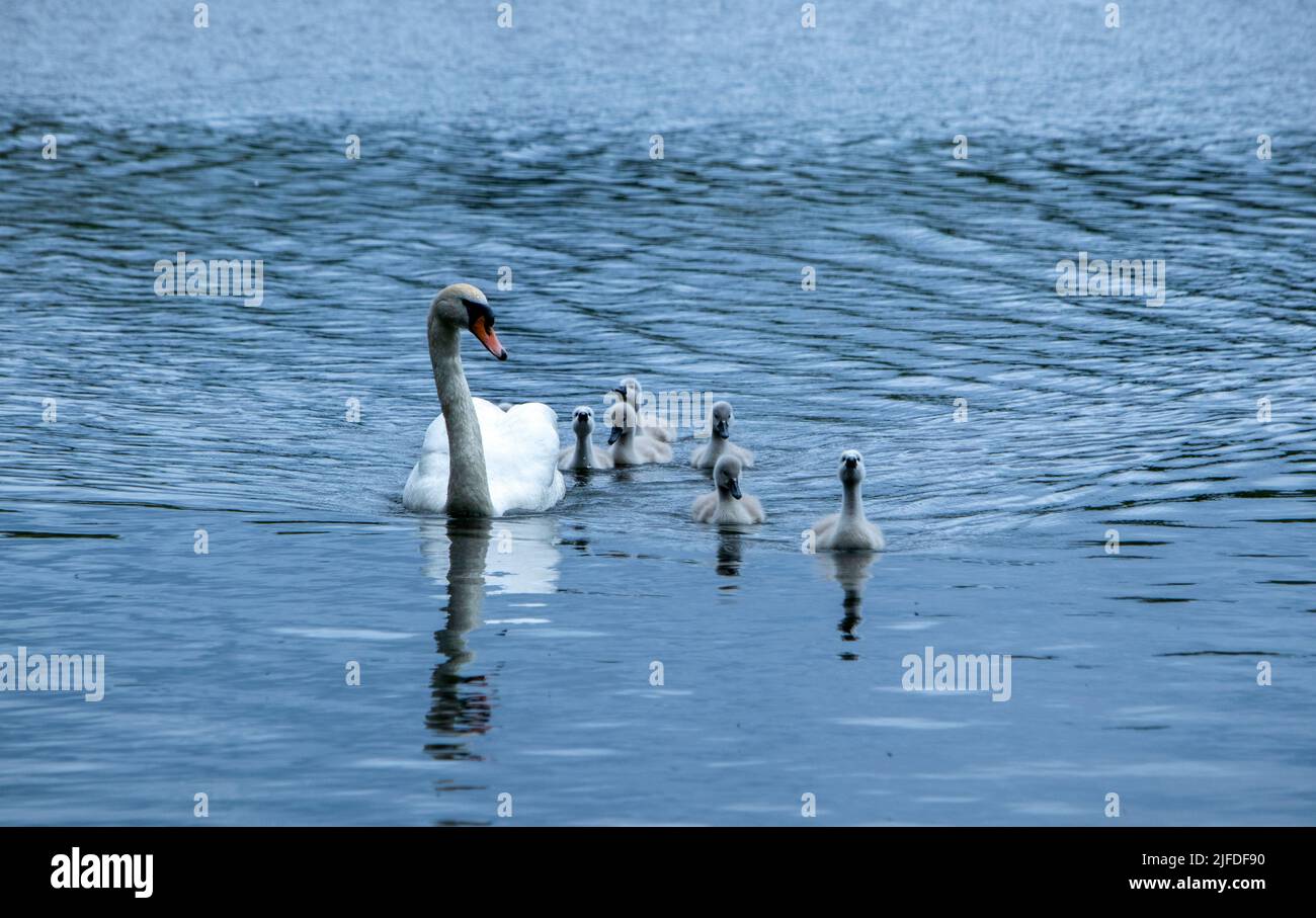 Mute Swan and cygnets Stock Photo