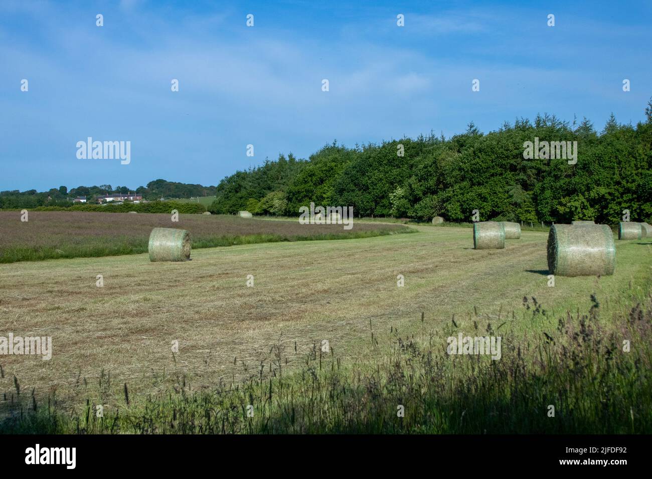Straw/hay bales in field Stock Photo