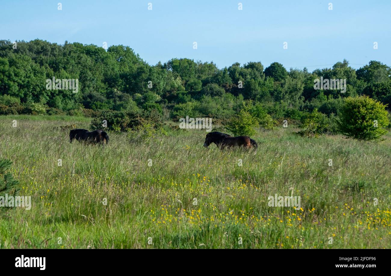 Exmoor ponies on Daisy Hill LNR in summer Stock Photo