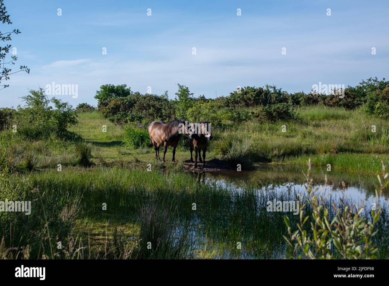 Exmoor ponies on Daisy Hill LNR in summer Stock Photo