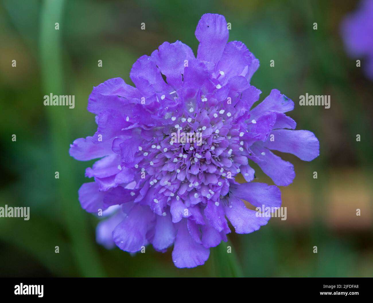 Scabious flower in bloom Stock Photo