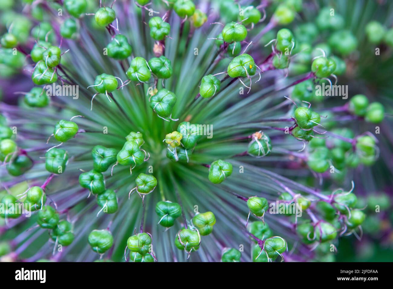 Allium seedhead Stock Photo