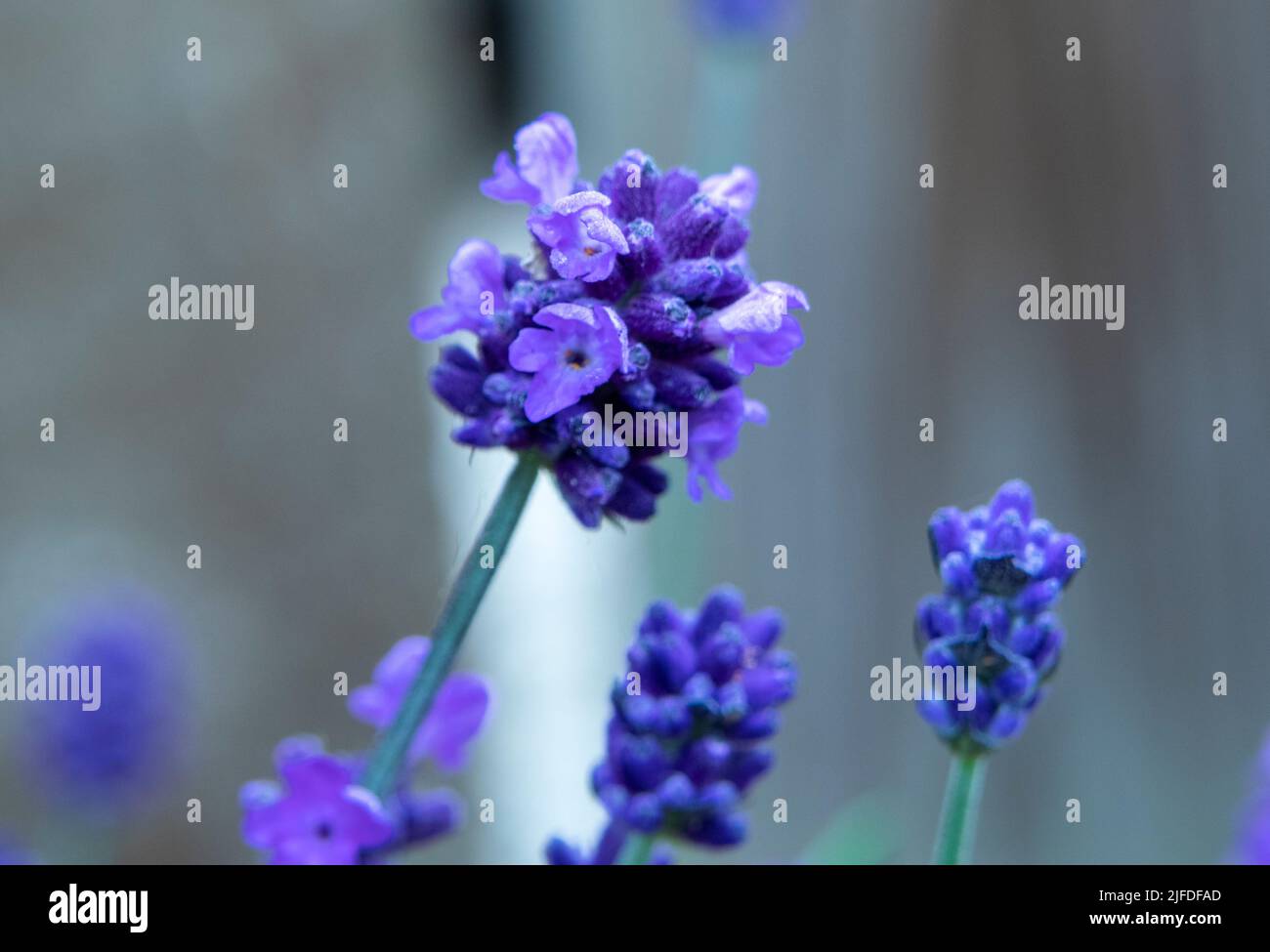 Lavender flower head Stock Photo