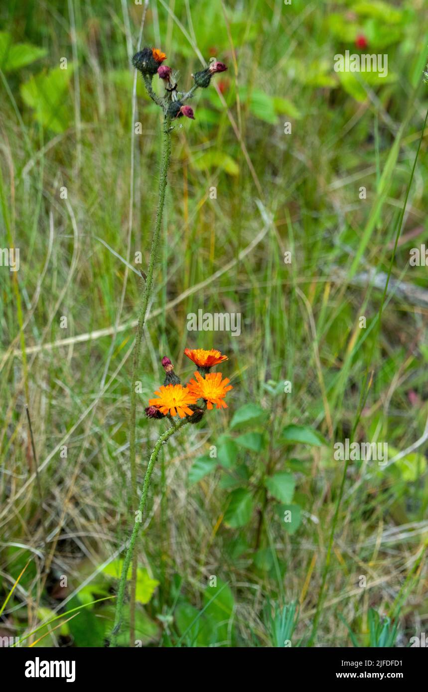 Fox and Cubs plant in flower Stock Photo
