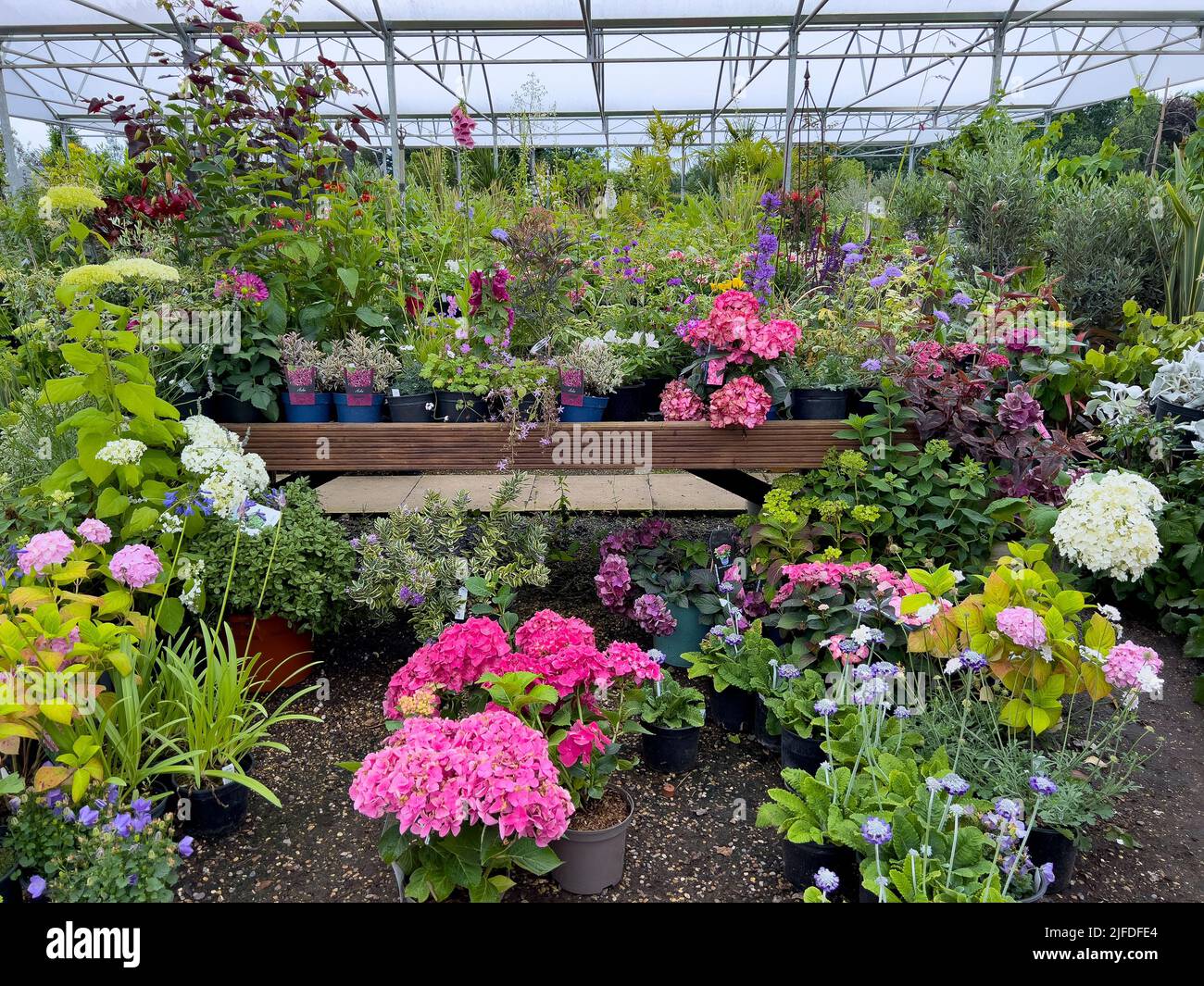 Plants growing under cover at a horticultural center in the United Kingdom. Stock Photo