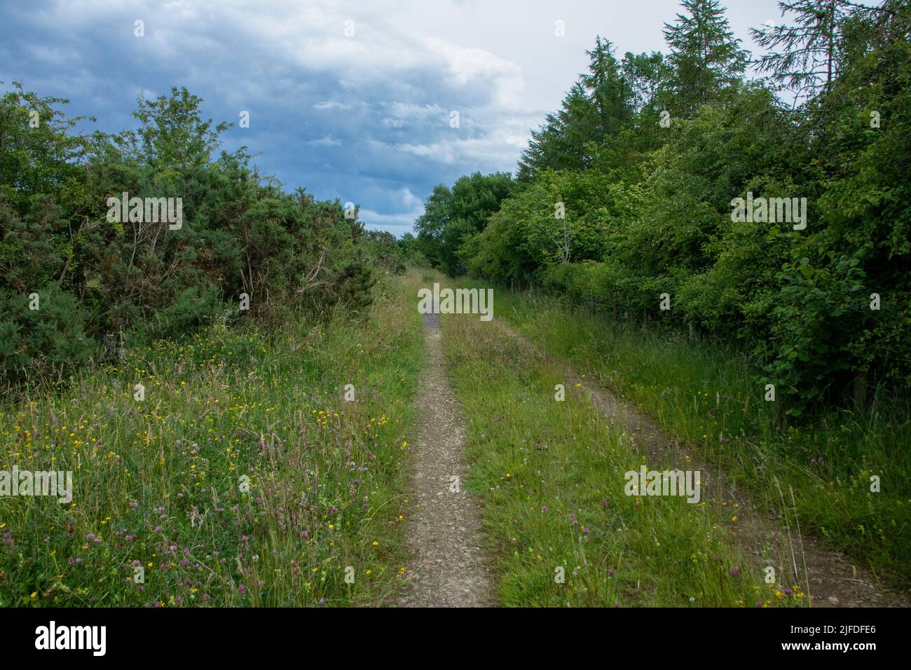 Track leading through meadow in summer Stock Photo