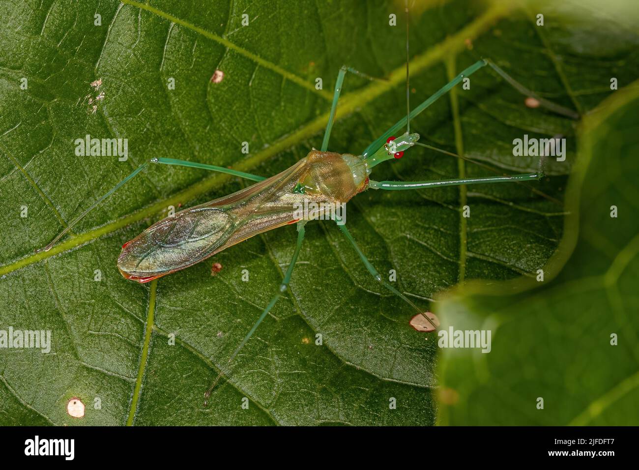 Adult Assassin Bug of the Tribe Harpactorini Stock Photo - Alamy