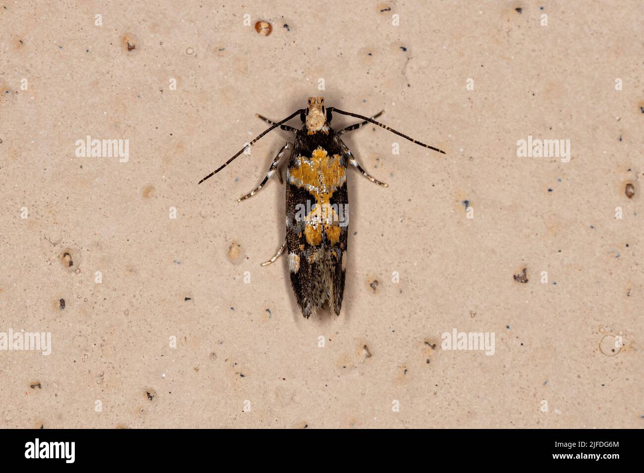 Adult Twirler Moth of the Genus Stegasta Stock Photo