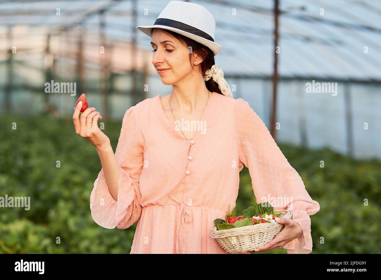 Woman is holding basket full of strawberries in the greenhouse. Local business. Fresh summer food. Basket with fresh organic berries - healthy food strawberry Stock Photo