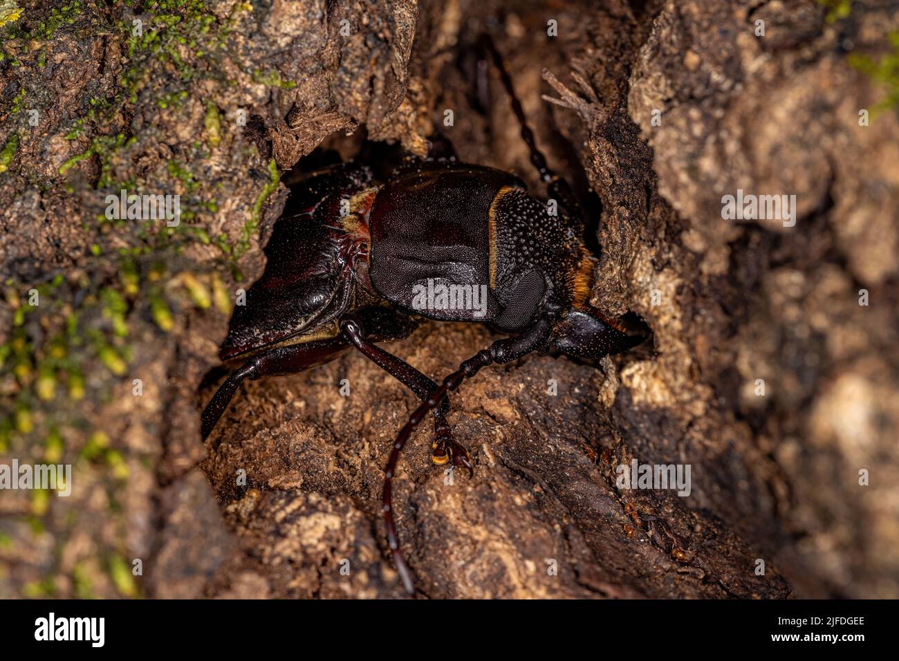 Adult Prionid Beetle of the genus Mallodon Stock Photo