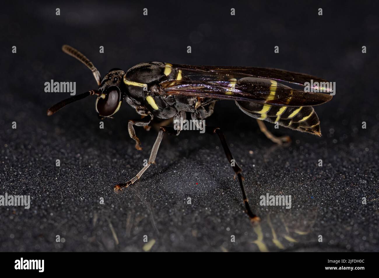 Yellowbanded Polybia Wasp of the species Polybia occidentalis Stock