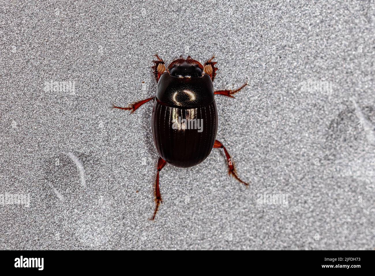 Adult Small Dung Beetle of the Subfamily Scarabaeinae Stock Photo