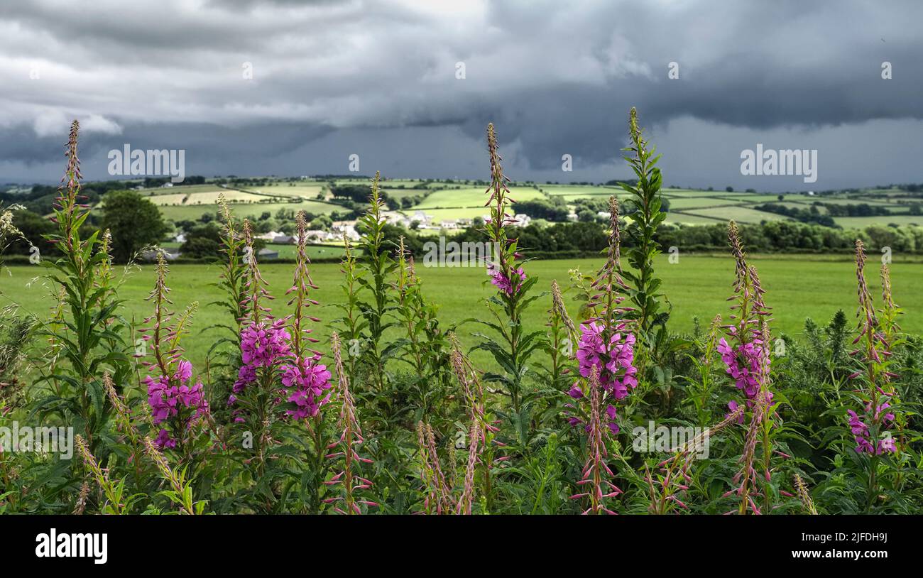 Summer thunderstorm with willow weed blossoms, Wales Stock Photo