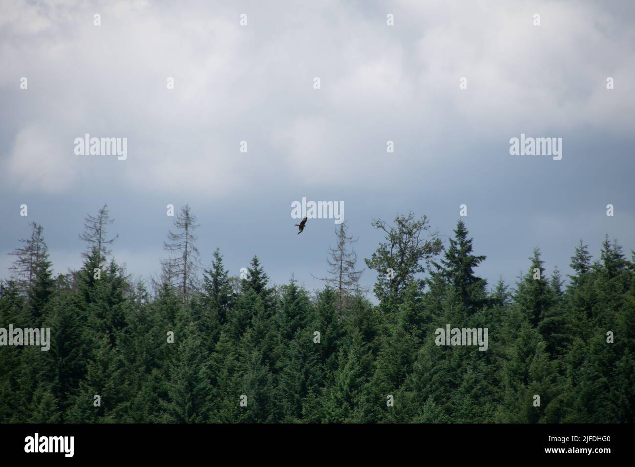 Flying hawk in the german area called Rothaargebirge Stock Photo Alamy