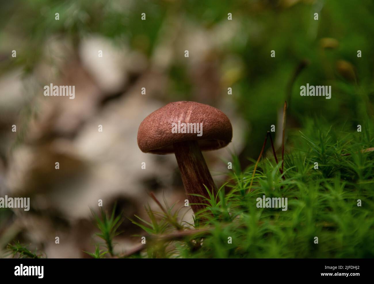 Tiny mushroom in the forest Stock Photo