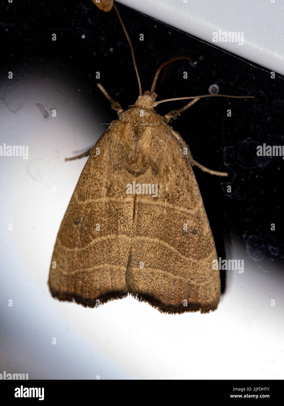 Adult Wavy Lined Mallow Moth of the species Bagisara repanda Stock Photo