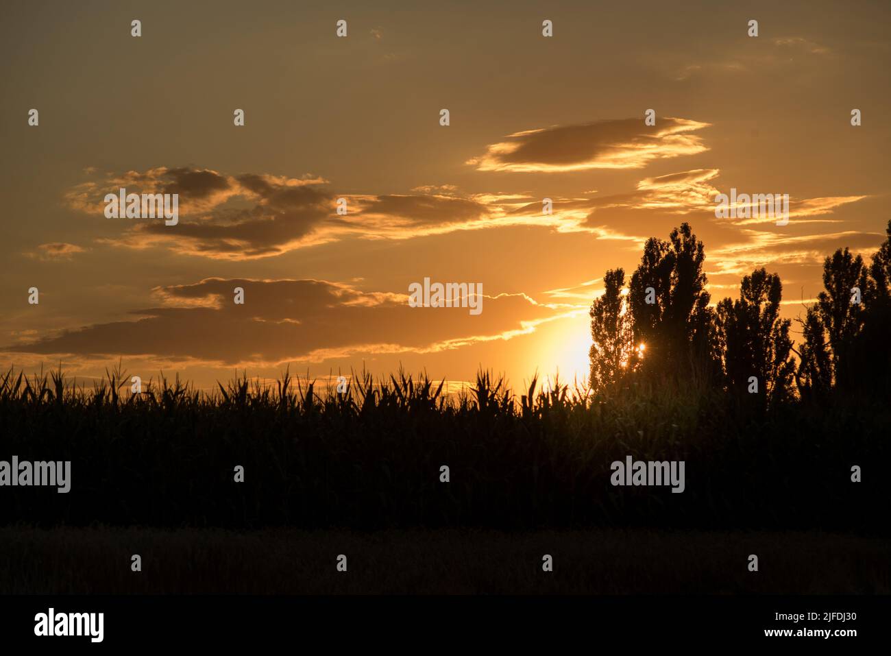 silhouette of a trees against the background of the evening sky Stock ...