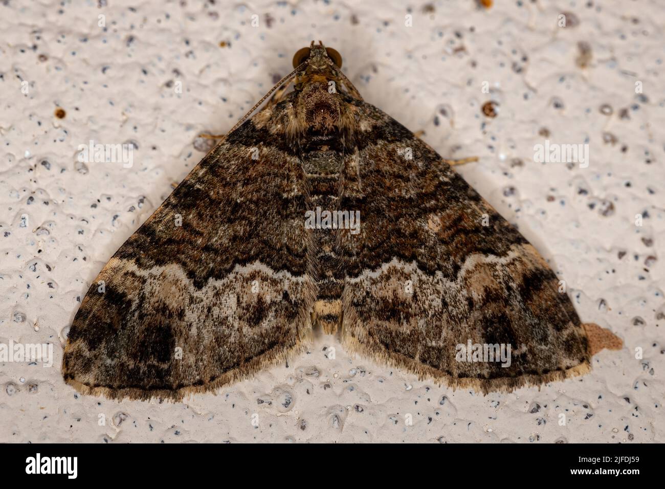 Adult Carpet Moth of the Subfamily Larentiinae Stock Photo Alamy