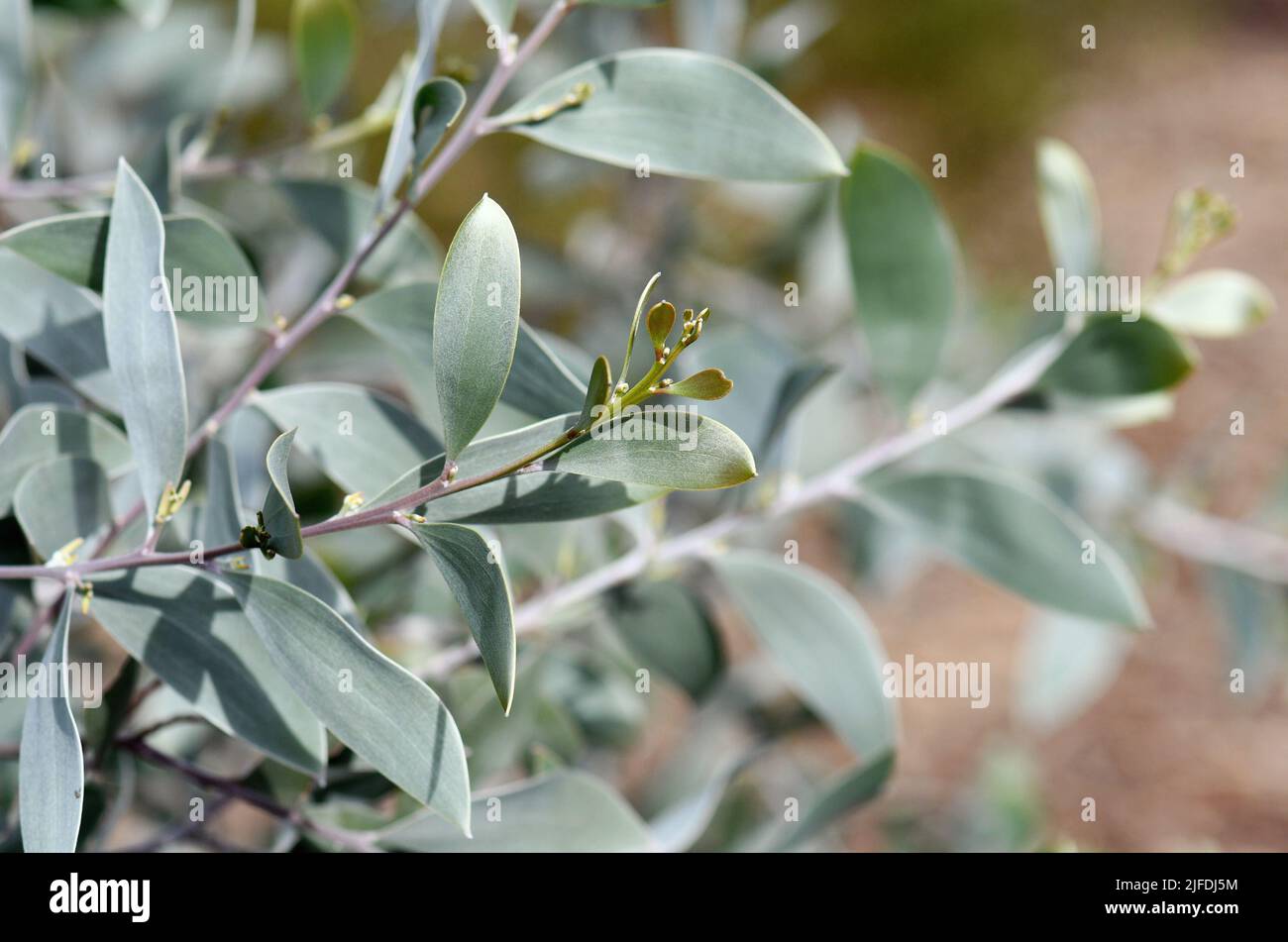 Silver and gold foliage of the Australian native Myall wattle Acacia binervia Sterling Silver cultivar, family Fabaceae. Mounding small tree Stock Photo