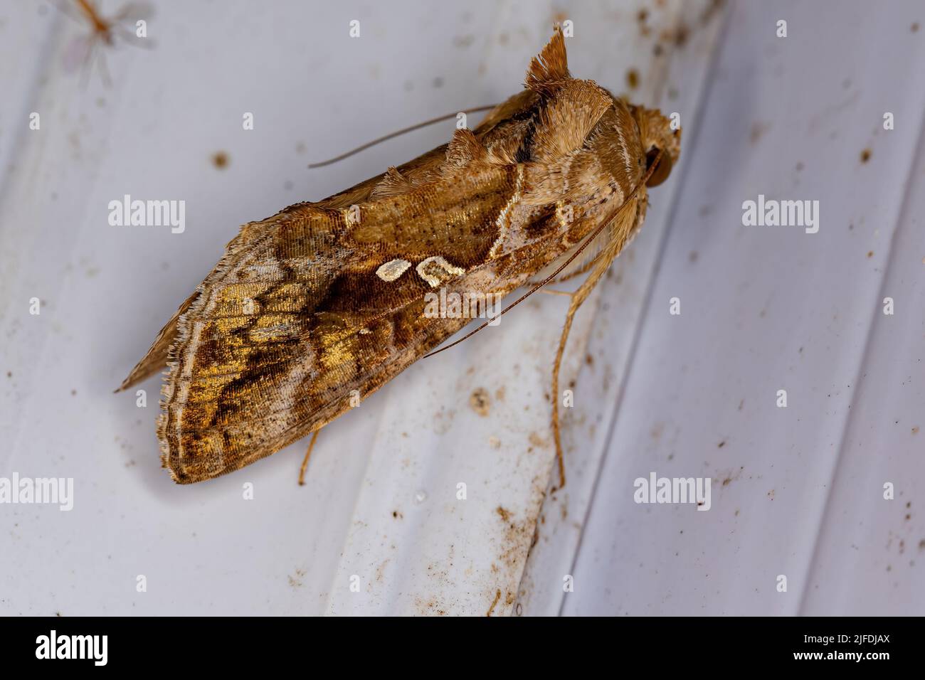 Adult Soybean Looper Moth of the species Chrysodeixis includens Stock ...