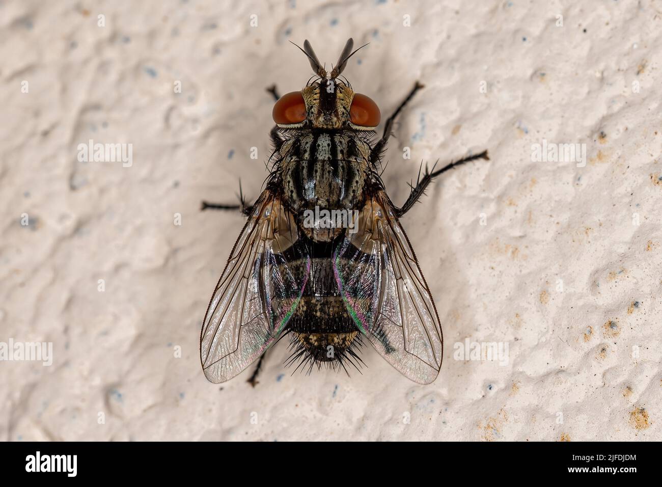 Adult Bristle Fly of the Family Tachinidae Stock Photo - Alamy