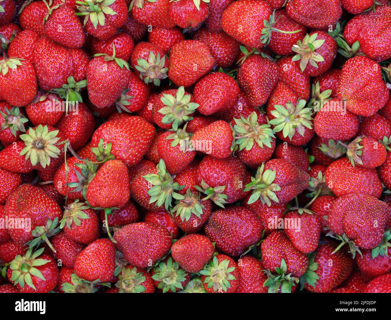 Fresh organic strawberries background. Close up. Stock Photo