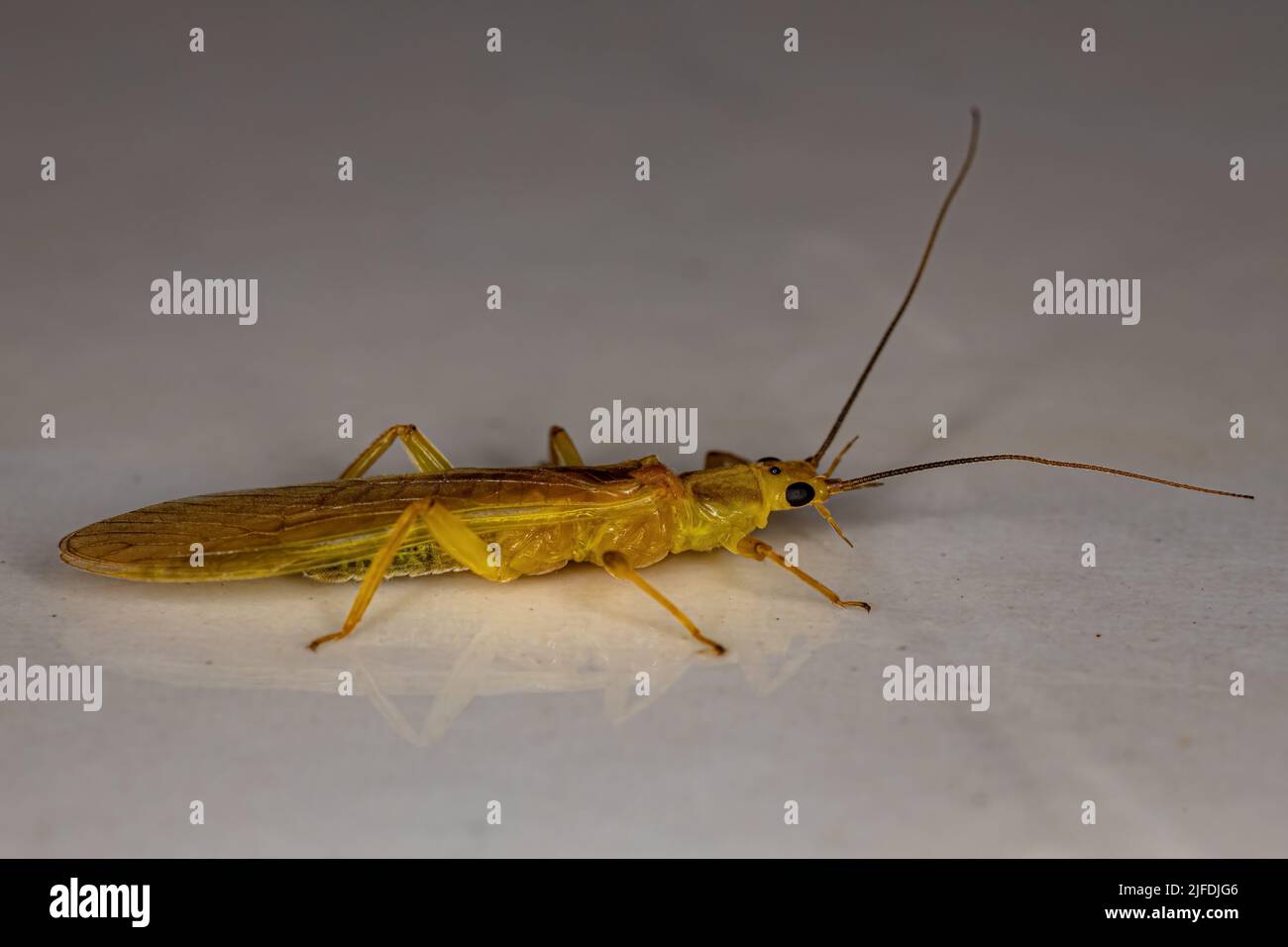 Neoperlini hi-res stock photography and images - Alamy